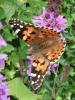 Vanessa cardui